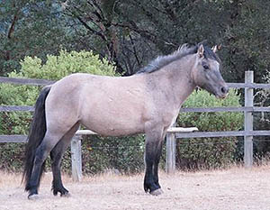 Highland
                            pony filly Ailsa