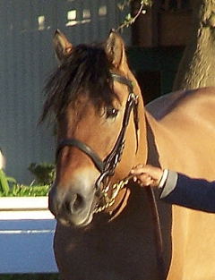Highland pony gelding