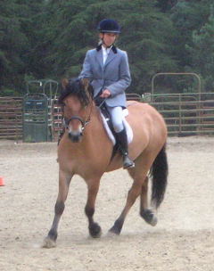 Highland pony gelding