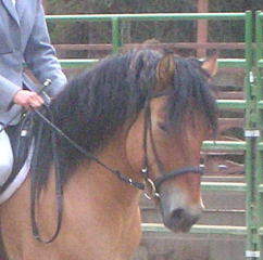Highland pony gelding