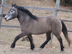 Highland
                              pony gelding Fiskavaig