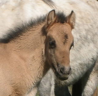 2008 highland colt