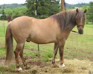 half highland gelding
