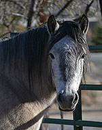 Highland pony mare Mingulay