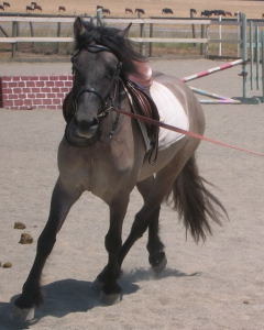 highland pony colt
