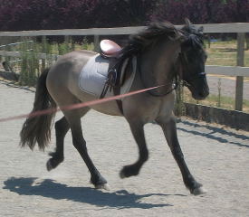 highland pony colt