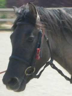 highland pony colt
