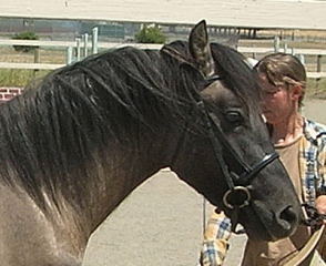 highland pony colt