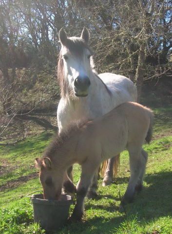 2008 Highland Pony Colt