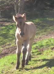 2008 Highland Pony Colt