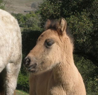 Highland Pony Colt