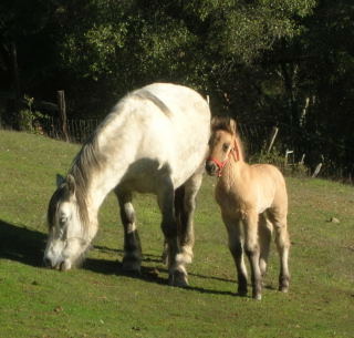 2008 Highland Pony Colt