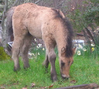 2008 Highland pony colt