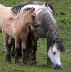 2008 Highland pony colt