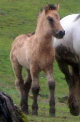 2008 Highland pony colt