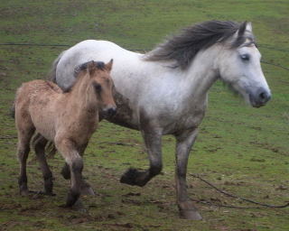 2008 Highland pony colt
