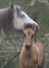 2008 Highland pony colt