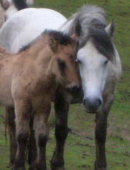 2008 Highland pony colt