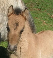 Highland Pony Colt
