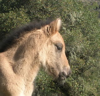 Highland Pony Colt