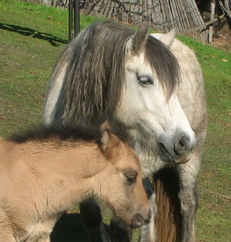 2008 Highland Pony Colt