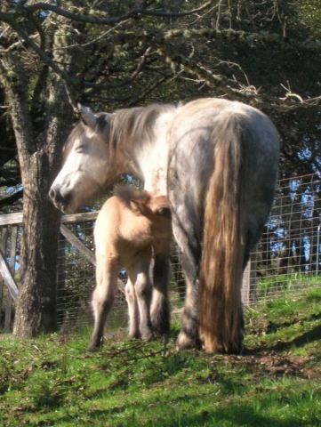 2008 Highland Pony Colt