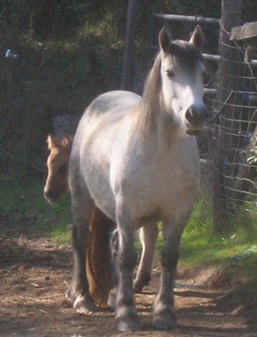 2008 Highland Pony Colt