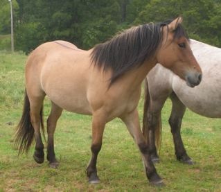 Highland Pony: Ceol
                              Beag Fiaray
