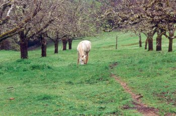Pony in walnut orchard