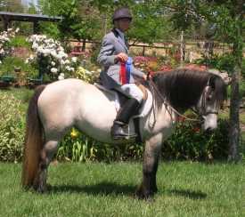 highland filly lismore