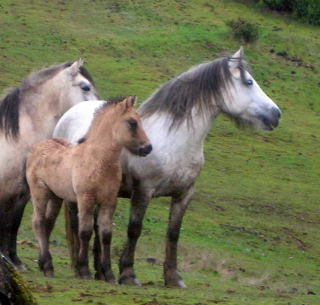 Highland pony mare
                            Shuna